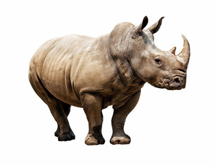 rhino on white background - obrazy, fototapety, plakaty