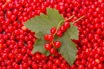 Leaf and berry red currant