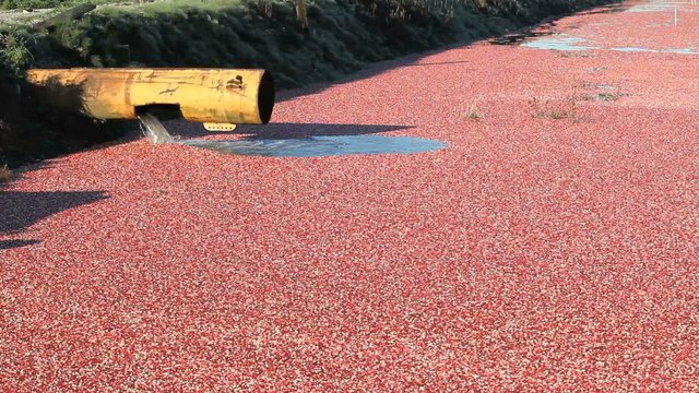 Cranberries Float on Water Filled Bog