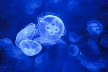 クラゲ