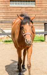 horse on a farm