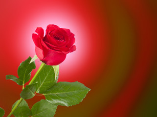 One red rose