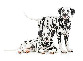 Two Dalmatian dogs together