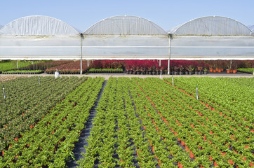 Nursery with greenhouses in Hazerswoude, The Netherlands.