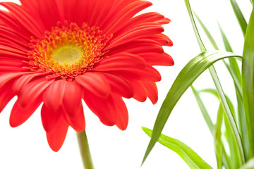 Flower Background. Red Gerbera Flower . Flower design