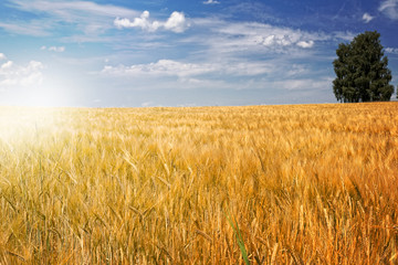 Naklejka premium Gerstenfeld (Hordeum vulgare) mit Baum