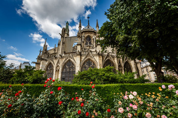 Notre Dame de Paris Cathedral with Red and White Roses in Foregr