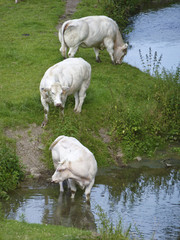 Trois vaches dans un pré