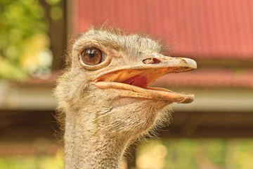 Foto op Plexiglas Struisvogel struisvogel