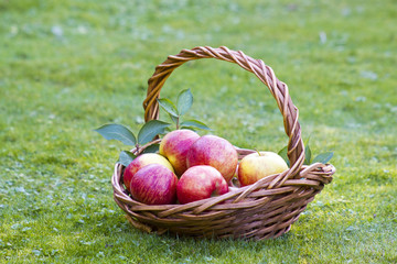 red apples in a basket in autumn garden