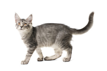 Naklejka premium gray kitten walks