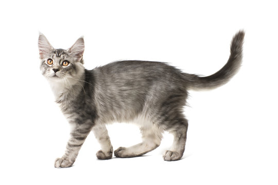 gray kitten walks