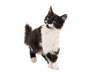 black and white kitten isolated