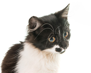 black and white kitten isolated
