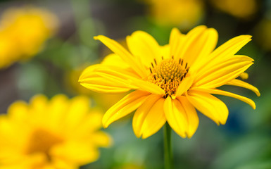 Yellow flower