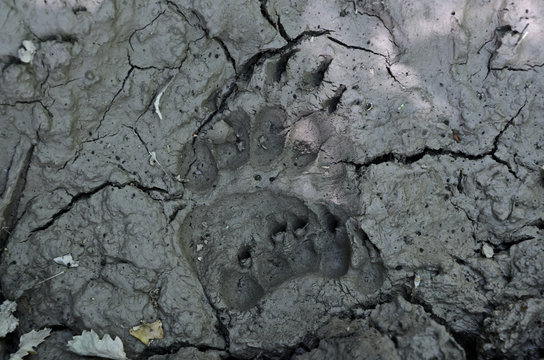 Brown Bear Tracks