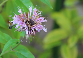 Bee on flower