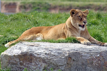 panting female lion