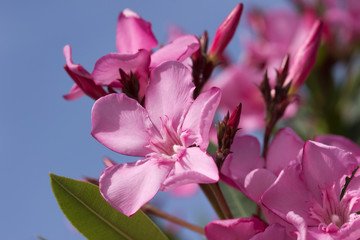 Pink oleander