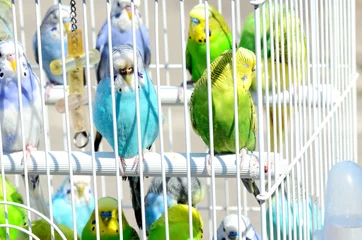 Foto op Plexiglas parrot in a cage © florinoprea