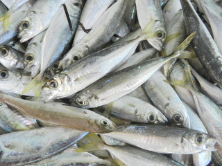 Fototapeta premium Fresh fish