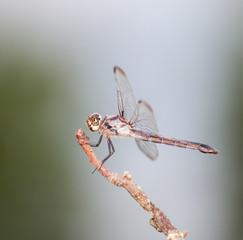 Brown dragonfly