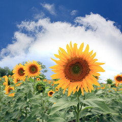 Sunflower on field