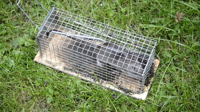 Ratte im K&auml;fig,