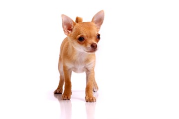 Welpe Chihuhahua frontal