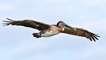 Pelican (pelecanidae) in flight against cloudy sky