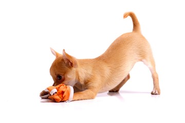 Chihuahua Welpe beim Spielen