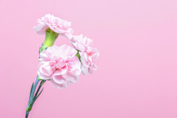 Single pink carnation on pink background. Copy space