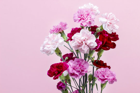 Bouquet of pink carnation flowers on pink background. Copy space
