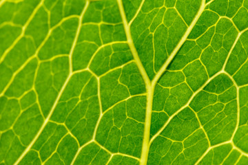 Leaf texture