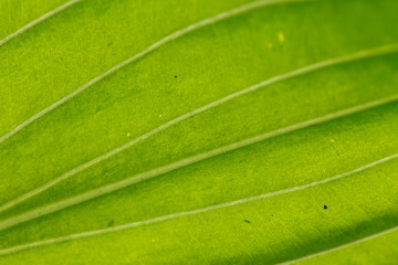 Leaf texture