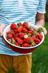 Strawberries in the dish