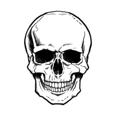 Black and white human skull with a lower jaw. - obrazy, fototapety, plakaty