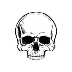 Black and white human skull without a lower jaw.