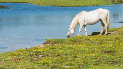 Fototapeta premium Drinking