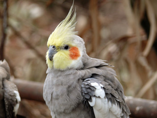 cockatiel