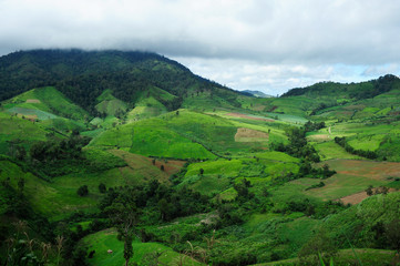 Obraz premium Landscape of the rice and corn plantations in Thailand