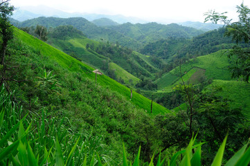 Landscape of the rice and corn plantations in Thailand