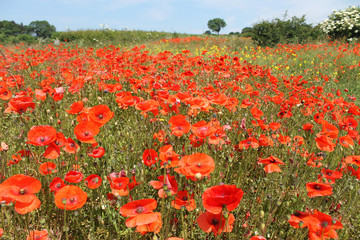 Obraz premium Field of red poppies