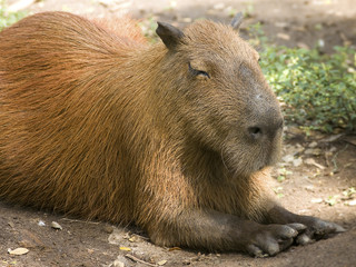 Capybara, the largest rodent in the world.