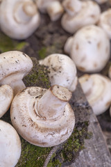 organically grown mushrooms