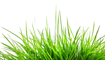 green grass isolated on white background