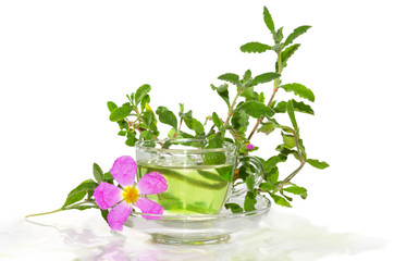 Infusion from the Rockrose or Cistus albidus - obrazy, fototapety, plakaty