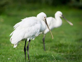 Two spoonbills stand on grass