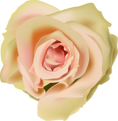 single isolated tea rose flower