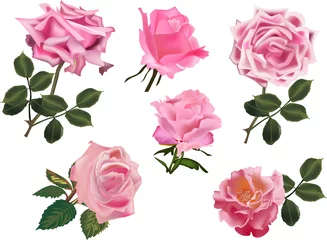 Fotobehang Rozen set van zes roze rozen geïsoleerd op wit